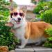 2 Pcs Small Dog Sunglasses UV Protection Heart Goggles for Dogs - Pink/White - Buy Online on SooperMarket.com