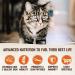 Wellness CORE Grain-Free Dry Cat Food - Turkey & Chicken Recipe, High Protein, Natural, 5lb - Buy Online on SooperMarket.com