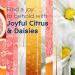 Glade PlugIns Refills Air Freshener 5-Pack - Joyful Citrus & Daisies Scented Essential Oils 3.35 Fl Oz - Buy Online on SooperMarket.com