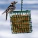 C&S Wild Bird Double Suet Basket  2.7" D x 5.3" W x 5.2" H - Buy Online on SooperMarket.com