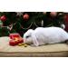 Cupid & Comet Rosewood Cupid & Comet Christmas Puzzle Stocking Gnaw Treat for Small Animals - Buy Online on SooperMarket.com