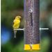 Wagner's 62051 Nyjer Seed - Premium Wild Bird Food  5 lb Bag - Buy Online on SooperMarket.com