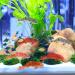 Artificial Floating Fish Decoration - 5pcs Aquarium Model for Terrarium & Landscape Crafts - Buy Online on SooperMarket.com