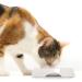 Catit Shallow Double Food Bowl - White | Sleek & Modern Design - Buy Online on SooperMarket.com