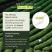 Encha Ceremonial Grade Matcha Green Tea Powder - Organic Japanese Matcha Tea From Uji, Japan - 30g/1.06oz, First Harvest - Pack of 1 - Buy Online on SooperMarket.com