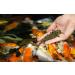 Nutramare Koi360 Swim 1.2kg - Premium Summer Koi Food | 40% Protein & Spirulina for Vibrant Colors | Ideal Growth Solution - Buy Online on SooperMarket.com