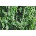 Heartland Chia  USA Grown Whole Raw Black Chia Seeds  12 oz | Sustainable  Non-GMO  Farm-direct - Buy Online on SooperMarket.com