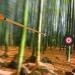 EVA Foam Round Arrow Target for Outdoor Archery Practice (Black) - Buy Online on SooperMarket.com
