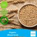 Organic Wheat Grain 2kg | Certified Organic by Fenbrook Organic - Buy Online on SooperMarket.com