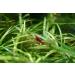 Seachem Purigen 250ml - Premium Aquarium Water Purifier - Buy Online on SooperMarket.com