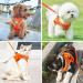 Buy Zhenle Adjustable Cat Harness for Small Animals - Perfect Fit & Comfort for Cats (M) - International Shipping Available - Buy Online on SooperMarket.com