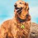 Yhananti Personalized Engraved Silicone Dog Tag - Quiet Waterproof & Customizable for Dogs & Cats | Name Phone & Address - Buy Online on SooperMarket.com
