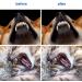 50-Pieces Double-Headed Dog/cat Pet Toothbrush - Easy Safe Dog Cat Dental Care Teeth Clean (Blue) - Buy Online on SooperMarket.com