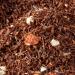 Shop Bremen Spice Trade Rooibos Tea - Fruity Orange Caffeine-Free 100g Loose Leaf | Aromatic & Natural - Buy Online on SooperMarket.com