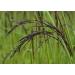 Black Rice 3 Pounds - Whole Grain, Kosher, Vegan & Nutty-Sweet Flavor - Rich in Antioxidants & Fiber - Ideal for Stir-Fries, Salads & Pudding - Buy Online on SooperMarket.com