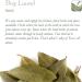 Bay Leaf Organic Herb Laurel - Whole Culinary Quality Leaf - 100g - Buy Online on SooperMarket.com