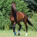 Woof Wear Medical Hoof Boots Boot Blue - Close fitting medical hoof boot 6 UK Blue - Buy Online on SooperMarket.com