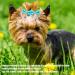 Symphonyw Dog Hair Bows 28 Pcs Daisy Flower Dog Hair Bows with Elastic Rubber Bands Pet Dog Grooming Hair Bands Hair Accessories for Long Hair Puppy Kitten Dogs Cats Random Color Multi-colored B - Buy Online on SooperMarket.com