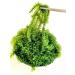 Buy CAVUMI Sea Grapes 3x20g - Crunchy Seaweed Snack | Umibudo Green Caviar Delight - International Shipping Available - Buy Online on SooperMarket.com