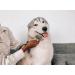 Tuff Pupper Detangling Comb | Dematting Tool for Dogs & Cats | Safely Remove Knots and Mats | Ergonomic Handle for Precision Control - Buy Online on SooperMarket.com