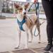 DOG Copenhagen Comfort Walk Pro Harness - Size XL Black - Buy Online on SooperMarket.com