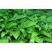 Bresc Wild Garlic Pesto - 3x450g | Flavor-Intensive Herbal Mixture for Cold & Warm Dishes - International Shipping Available - Buy Online on SooperMarket.com