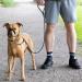 Total Pet Anti-Pull Figure 8 Dog Lead with Padded Nose Support - Medium/Large Black - Buy Online on SooperMarket.com