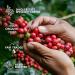 Innovative Coffee Gift Set for Men & Women | 7 Best Single Estate & Organic Coffees | Brew & Enjoy Anytime | Perfect for Coffee Lovers - Coffeebrewer 7er - Buy Online on SooperMarket.com