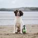 Animology Stink Bomb Deodorising Dog Spray Twin Pack 250ml - Buy Online on SooperMarket.com