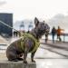 DOG Copenhagen Comfort Walk Go Dog Harness - Hunting Green XS | Best International Shipping Available - Buy Online on SooperMarket.com