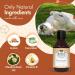 Buy Belly Vegan Dog Shampoo & Conditioner - 250ml | Guava & Cucumber - Long Hair & Odor Control for Dogs & Puppies - Buy Online on SooperMarket.com