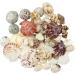 100+ Pcs WEOXPR Mixed Sea Shells & Starfish - Beach Themed Decor for Fish Tank, Vase Fillers, Wedding, Crafts & Home Decor - Buy Online on SooperMarket.com