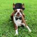 Yewong 2 Pieces Pet Formal Accessories Set - Pet Top Hat with Pet Formal Necktie/Bowtie Birthday Party Gradation Halloween Costumes Accessories for Dog Cat (Black-A) - Buy Online on SooperMarket.com