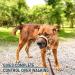 Alpha Boy Dog Training Collar | Comfortable Real Leather Harness for All Breeds | Easy-to-Use with Quick Lock Buckle (XXL) - Buy Online on SooperMarket.com
