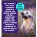 True Dog Flaxseed Oil for Dogs - Natural Omega 3 Supplement for Dogs & Cats - Linseed Oil - Joint Skin & Coat Support (500ml) - Buy Online on SooperMarket.com