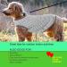 Sychien Dog T-Shirt 2-Pack - Soft Combed Cotton Breathable & Sun Protection - Large Gray-White Striped Shirt for Boys Girls & Dogs - Buy Online on SooperMarket.com