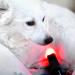 playhair Red Led Light Therapy Device -Cat Dog Horse. Pain Relief Hip Joint Mobility.and Inflammation Relief Advanced Pain Relief - Buy Online on SooperMarket.com