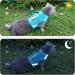 Premium Cat Dishes with Leash | Reflective Cat Patrol Gear for Safe Adventures - Buy Online on SooperMarket.com