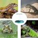 QIODAZOO Bowls for Reptiles Amphibians Tortoise Accessories 2 IN 1 Reptile Feeding Dish Automatic Dispenser Tortoise Water Dish Lake Blue - Buy Online on SooperMarket.com