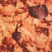 Topincn Cookie Ceiling for Adults - Stylish Flannel Comfortable & Funny Pub Ceiling Decor - Buy Online on SooperMarket.com