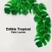 48pcs Edible Tropical Turtle Leaves Cupcake Toppers  CGHCEAIÂ  Palm Leaves Cake Decoration For Hawaii Theme Jungle Party Cake Toppers Birthday Party Supplies - Buy Online on SooperMarket.com