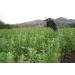 4 x 500 g Quinoa white organic - Buy Online on SooperMarket.com