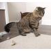 SmartyKat Skitter Critters Catnip Cat Toys - Gray/Cream (3 Count) | Pack of 1 - Buy Online on SooperMarket.com