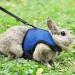 Adjustable Soft Rabbit Dishes & Elastic Leash for Small Pets - Kitty & Bunny Walking Set (Blue XS - 20-27.5cm) - Buy Online on SooperMarket.com