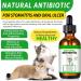 Natural Antibiotics for Cats 2 PCS Cat Antibiotics- Cat Multivitamin is anti-bacterial effect antibiotics for cats Supports Immune & Cats Allergy Relief Health Supplies Cats UTI Antibiotics(60ml) - Buy Online on SooperMarket.com