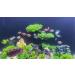 Begondis 25-Piece Plastic Aquarium Plant Tree Set | Artificial Aquatic Plants & Flowers for Fish Tank Decorations - Buy Online on SooperMarket.com