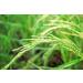 Organic Long Grain Brown Rice - 8 lbs | Whole Grain Raw Unpolished Kosher Vegan | Nutty Flavor & Chewy Texture | High Dietary Fiber | Ideal for Salads & Pilafs - Buy Online on SooperMarket.com