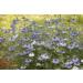 SAFLAX Organic Black Cumin Seeds (Nigella Sativa) - 300 Seeds for Gardening - Buy Online on SooperMarket.com
