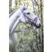 Indira Bridle Pro for Cob & Small Horses - Premium Pink 01 | International Shipping Available - Buy Online on SooperMarket.com