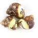 Worlds 3 PC Assorted Turbo Petholatus Carved Sea Shells Hermit Crab Shells 2"-2-1/2"Inch